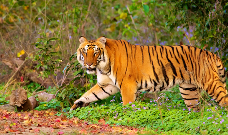 Jim Corbett National Park